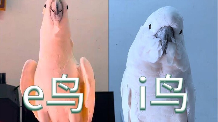 นกเพี้ยนสุดฮาบน TikTok #127