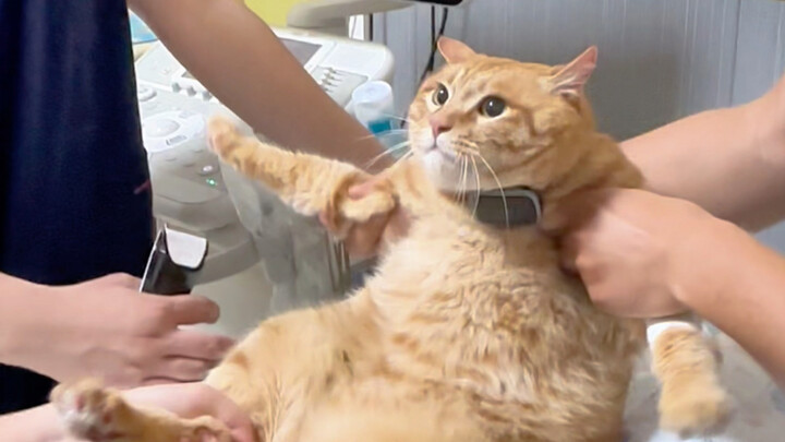 Bushi, các cậu định làm gì vậy? Tớ là Mèo Mèo đây, chỉ biểu diễn thôi, không bán thân đâu nhé!