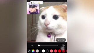 Reply to   mời bạng ăng nha satorugojo satorusquad gojo gojousatoru gojocat cat jujutsukaisen mèo pet