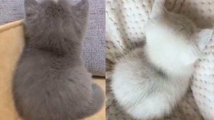 هل ترى أن مؤخرة رأسه تشبه قطعة نقود معدنية مستديرة؟