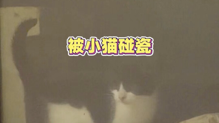 A kitten pulls a scam—and brings the whole family along!