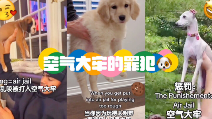 “The crime of sentencing the little dog to the Air Prison ______”