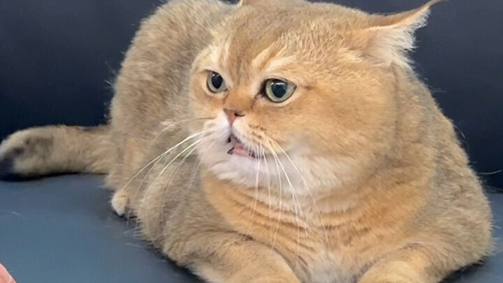 Kucing pun tidak menyangka ada langkah seperti ini?