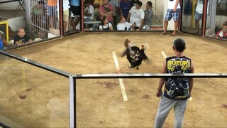 1st fight. BLACK BULIK! 3 hits ulotan at amlan Cockpit, Negros Oriental. Blqck bulik unscratched.