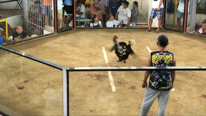 1st fight. BLACK BULIK! 3 hits ulotan at amlan Cockpit, Negros Oriental. Blqck bulik unscratched.