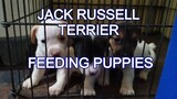 Jack Russell Terrier - Feeding Puppies