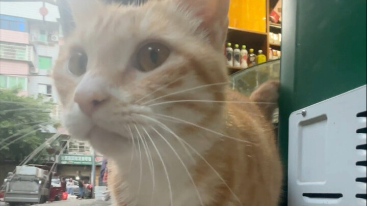 故意让小猫蹭了个空