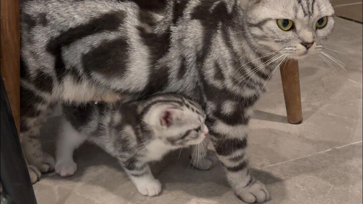 Mèo con mới hai tháng mà vẫn không nỡ cai sữa, cứ đòi bú là cho bú. Mẹ mèo thì gầy tong teo như khỉ 