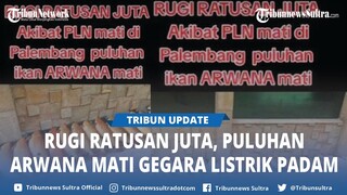 TANGIS Pemilik Ikan Usai Puluhan Arwana Mati Gegara Listrik Padam di Palembang, Rugi Ratusan Juta