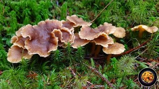 เก็บเห็ดมันปูดำ เห็ดหนังไก่ #นอร์เวย์ | Picking wild mushrooms #Norway | Traktkantarell Piggsopp