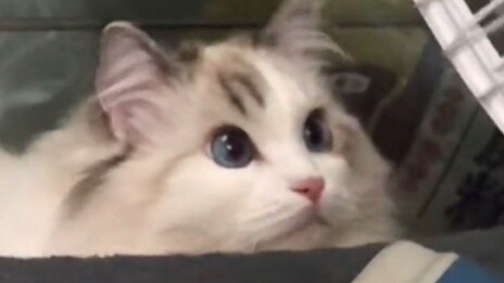 Do I look easy to deceive?