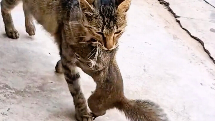 I don’t care what kind of rat you are—any rat’s under my jurisdiction.