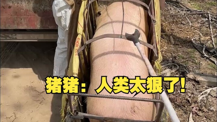 Chú Lợn: Loài người thật tàn nhẫn!