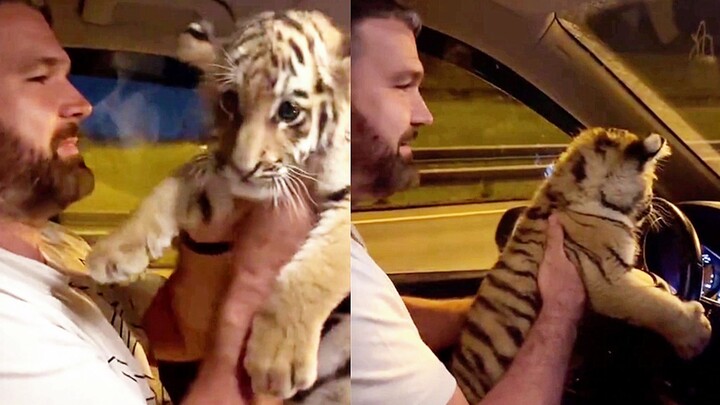 When a Russian taught a little tiger how to drive…