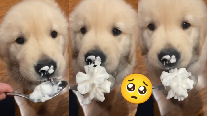 น่ารักสุดๆ!!! ใครได้ดูวิดีโอนี้ถือว่าโชคดีแล้ว 🥺