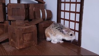 ภารกิจของหนูแฮมสเตอร์ EP 331