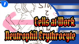 [Cells at Work!/Animatic] Neutrophil&Erythrocyte_1