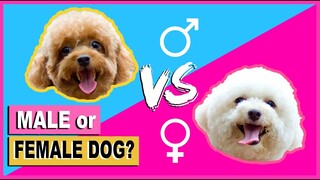 SHOULD I GET A MALE OR FEMALE TOY POODLE PUPPY/DOG- THINGS TO KNOW | The Poodle Mom