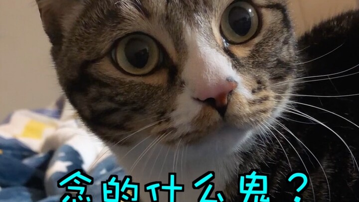 Turns out my cat does the milk-kneading too!