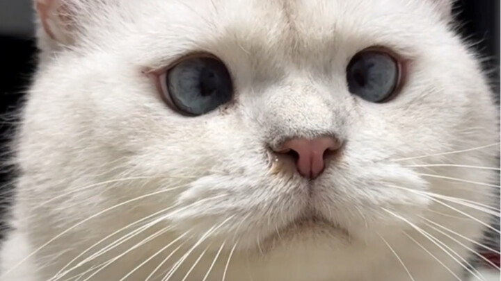 After drinking too much, I actually kidnapped a cat and brought it home! (At the end, take a look—wh