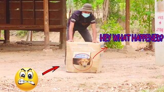 Crazy Dog Prank By Cartoon Box  @Mister FunTube   Must Watch can make you happy Laugh pranks