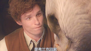 有谁注意到了活点地图上出现的纽特