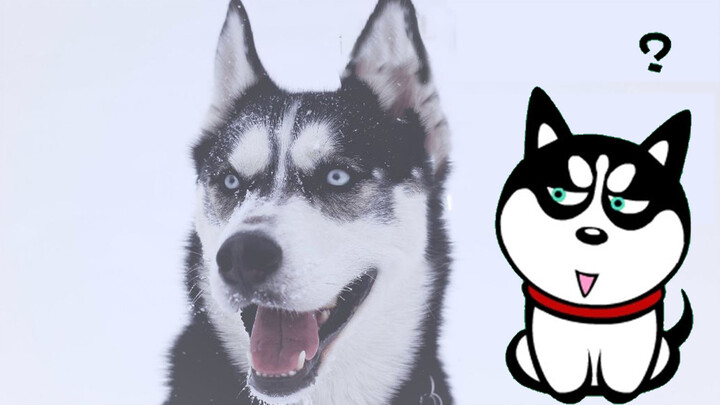 Tập 2: 3 vấn đề lớn của Husky, hãy tìm hiểu kỹ trước khi mua!