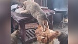 A hen helps small dog steal food
