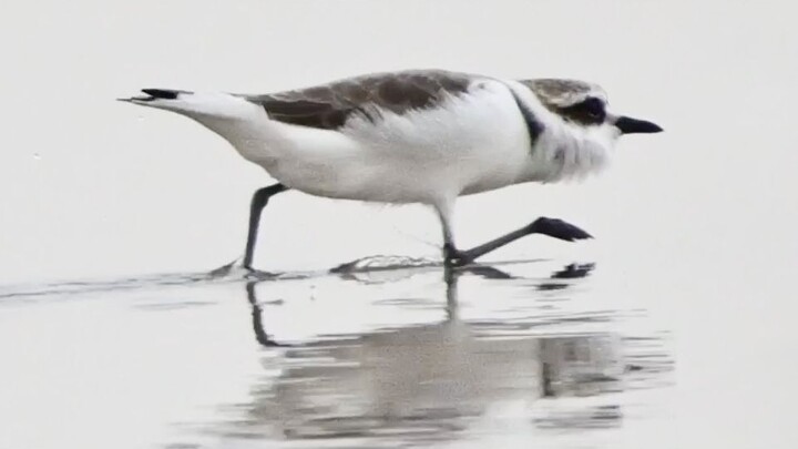 ขอเพียงฉันวิ่งเร็วพอ ความเศร้าก็ไล่ตามฉันไม่ทัน (วิดีโอไม่ได้เร่งความเร็ว)