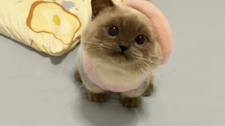 Apakah kucing peliharaan imut yang polos dan menggemaskan akan disukai di seluruh dunia?