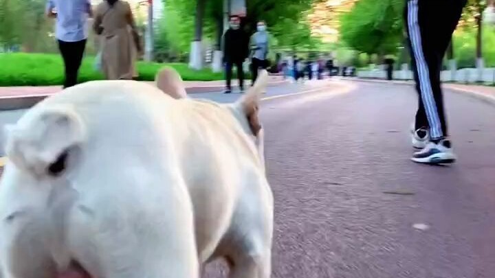 هذا الكلب بيتزلج على السكيت ههه