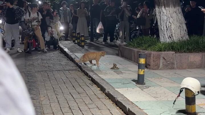 A cat-vs-snake showdown has been spotted at Shandong University’s Baotu Spring Campus.