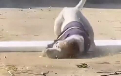 Can this dog even be kept? It drags *everything* into the house—haha, hahaha!