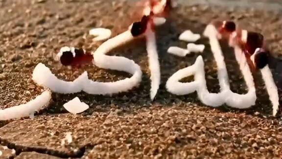 Islamic shorts video #naat#shot#vairl