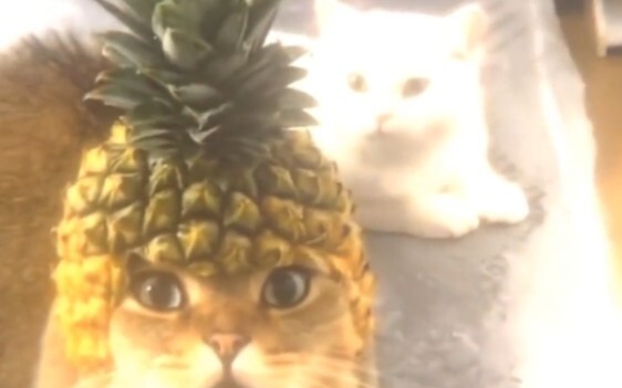 “Kitty: I hate humans who don’t know their place.”