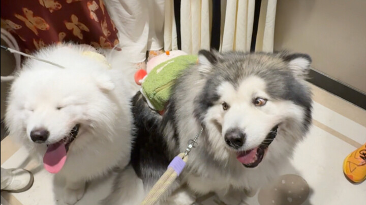 عندما تجمّعت شجاعتي وأخذت الجرو إلى التسوّق في المركز التجاري