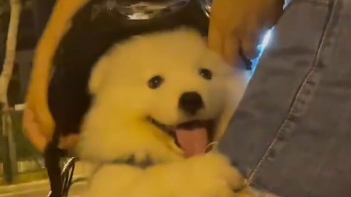 “As soon as a little doggy starts acting cute with me, I just die—ahhhhhh!”