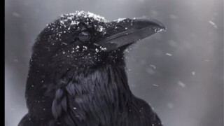 在暴风雪中拍摄乌鸦