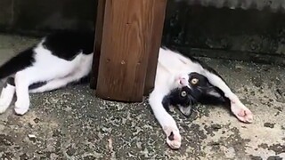 “Keruntuhan kucing itu terjadi dalam sekejap.”