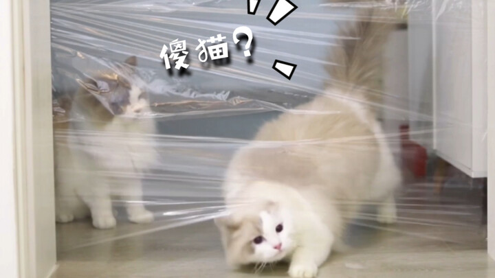 【แมวแร็กดอลล์】กับ【แมวแร็กดอลล์】ความต่างด้านสติปัญญาแท้จริงแล้วมากน้อยเพียงใด? บททดสอบฟิล์มถนอมอาหารจ