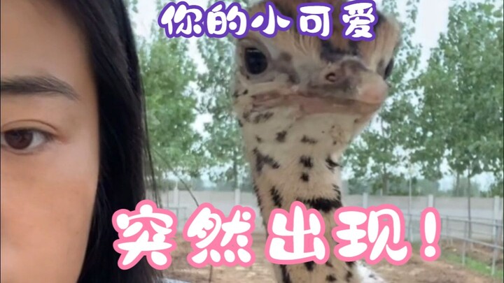 Ding! Your little cutie suddenly appeared!