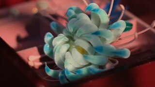 Hoa nhung di sản phi vật thể truyền thống, bạn có thể tự làm tại nhà