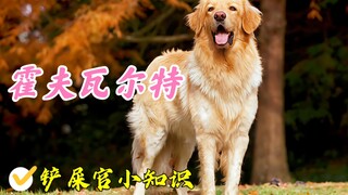 撞脸最严重的两大犬种，金毛和霍夫瓦尔特犬，亲爹亲妈也难辨别