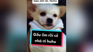 Huhu. Gấu trông lờ đờ quá.  cunyeucuadua chó chócon chókhôn chócute xuhuong fyp
