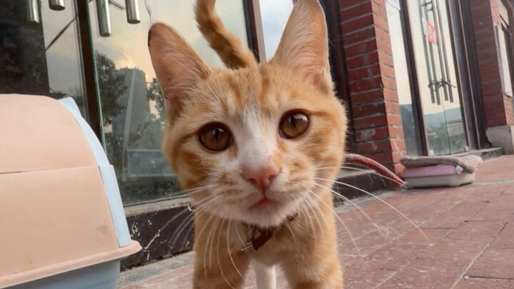 Cat: Wondering what this person is up to…