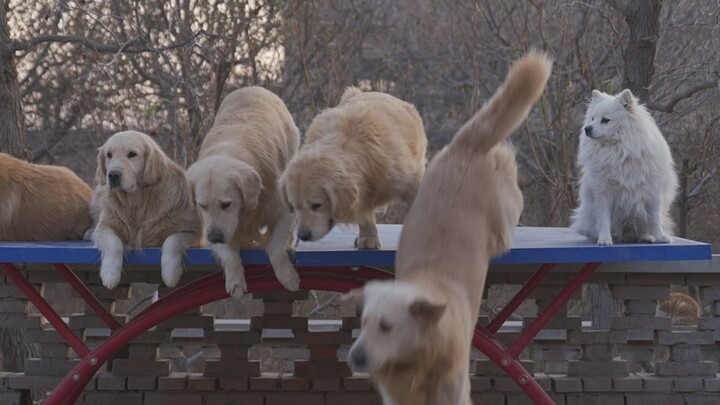 No beast can escape!