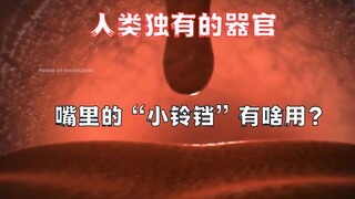 人嘴里的“小铃铛”到底有啥用？