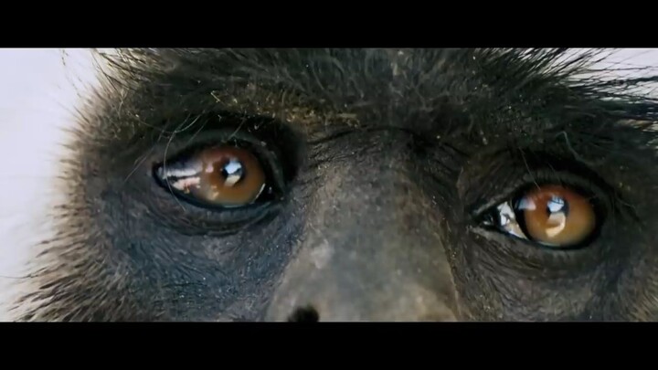 Monkey Man | Official Trailer