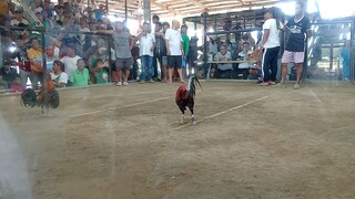patibayan ng manok