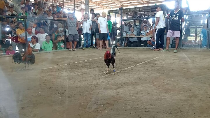 patibayan ng manok